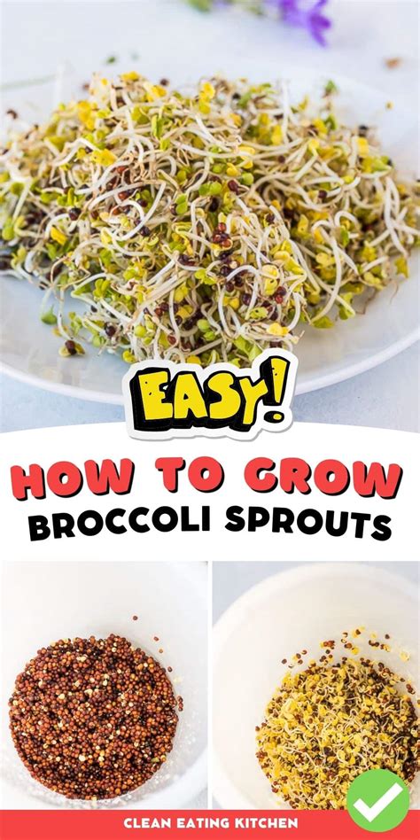 How To Grow Broccoli Sprouts Step By Step Guide