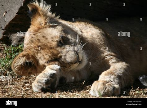 Lion cub sleeping Stock Photo - Alamy