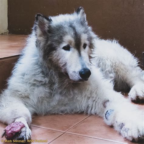 Can A Alaskan Malamute Live In Mauritius