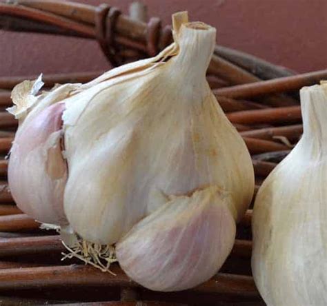 Silver Rose Certified Organic Garlic Silver Rose Silverskin