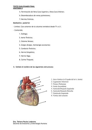 Anatomia Del Corazon Pdf