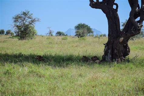 Jours Tsavo Est Taita Hills Saltlick Lodge Marco Polo Safaris