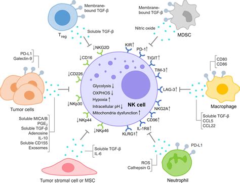 Frontiers Nk Cell Exhaustion In The Tumor Microenvironment