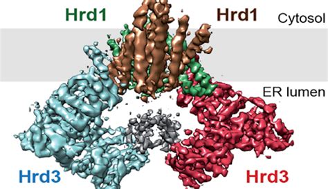 Rapoport And Liao Labs Determine The Cryo EM Structure Of The ERAD Hrd1