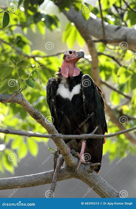 red headed vulture stock image image  beak jimcorbett