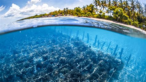 Cómo el cultivo de algas marinas será clave para alimentar al mundo de