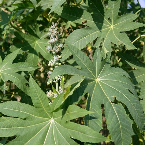 Outsidepride Ricinus Communis Castor Bean Zanzibariensis