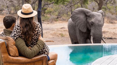 Why You Should Book A Luxury Safari In South Africa