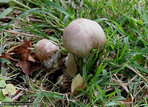 Agaricus Species