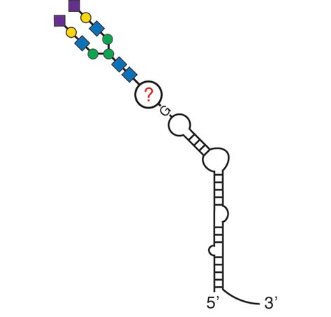 RNA has an unexpected attraction to sugar