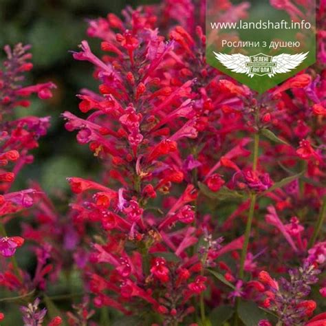 Agastache Morello Агастахе Морелло