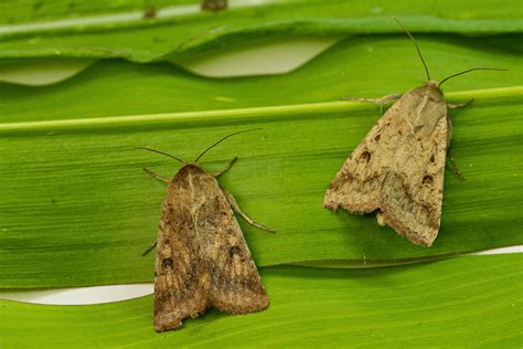 Moth Sex Pheromones Tweaking Plants With Gene Editing Can Replace Some Pesticides Genetic