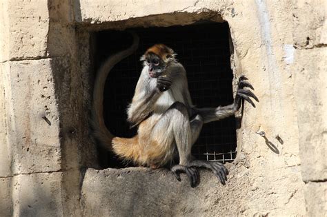 Download free photo of Spider monkey,eating,animal,free pictures, free photos - from needpix.com