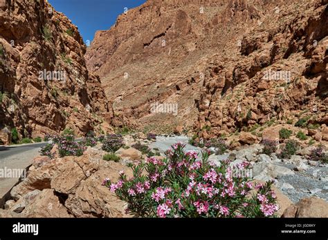 Oberer Teil Der Todra Schlucht Tinghir Marokko Afrika Upper Part Of