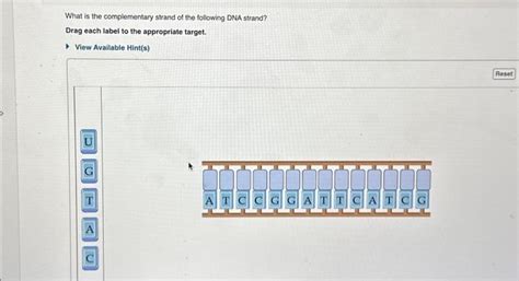 Solved What is the complementary strand of the following DNA | Chegg.com