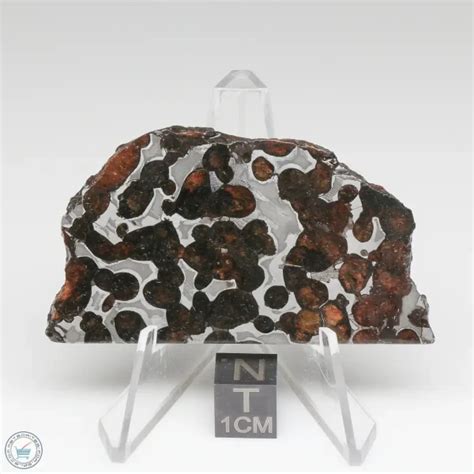 Sericho Pallasite Meteorite Mm Ser 93 Meteorites For