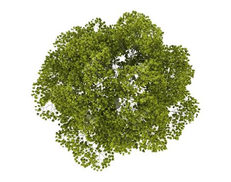 Download Tree Top Png Image Tree Top View - Clip Art Library