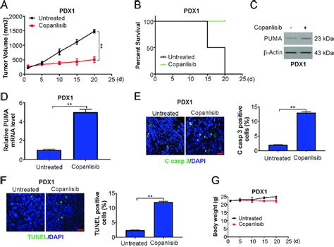 Copanlisib Suppresses The Growth Of Patient Derived Tumors A Tumor Download Scientific Diagram