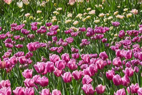 Beautiful Pink Tulip Fields In Spring Natural Background 10600779