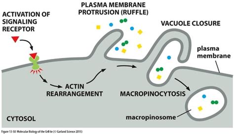 Advance Immunology Chapter 9 Immunity Mediated By B Cell And Apoptosis