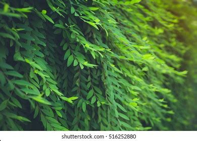 68 Phyllanthus myrtifolius Images, Stock Photos & Vectors | Shutterstock