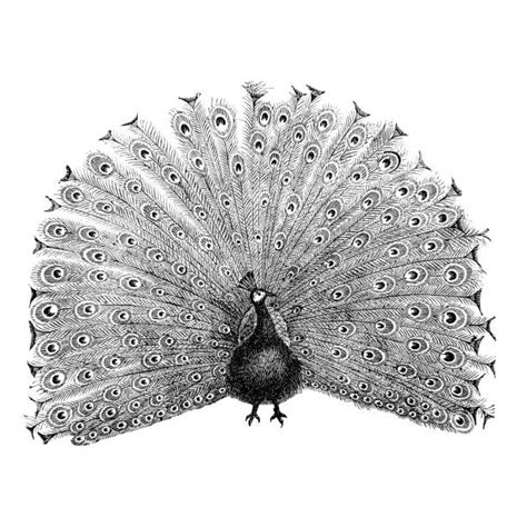 Black And White Peacock Illustrations Royalty Free Vector Graphics And Clip Art Istock