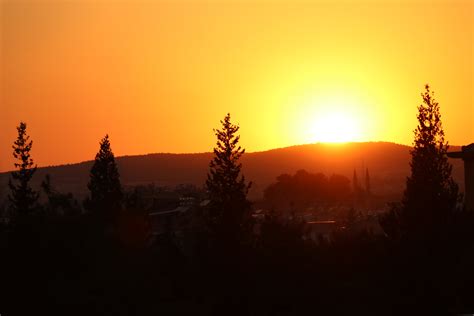 Silhouette of Trees During Sunset · Free Stock Photo