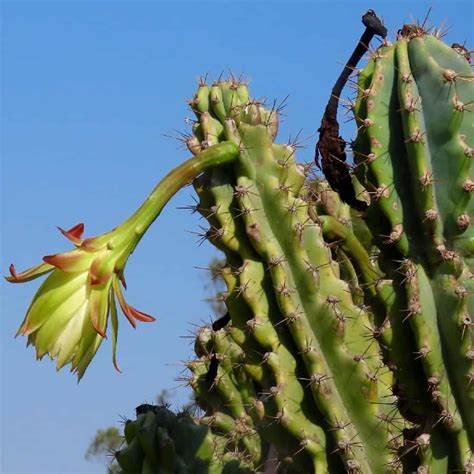 Cereus Peruvianus Monstrose Characteristics And Care Succulent Alley