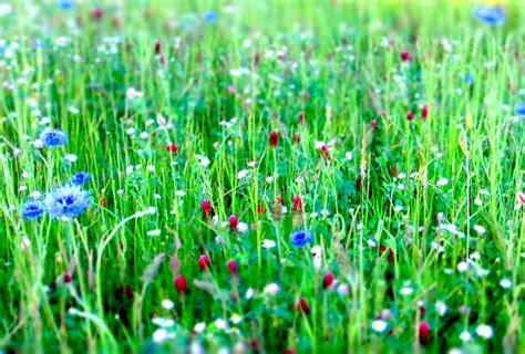 Fotos Gratis Agua Naturaleza Césped Rocío Campo Prado Pradera Florecer Verde Color