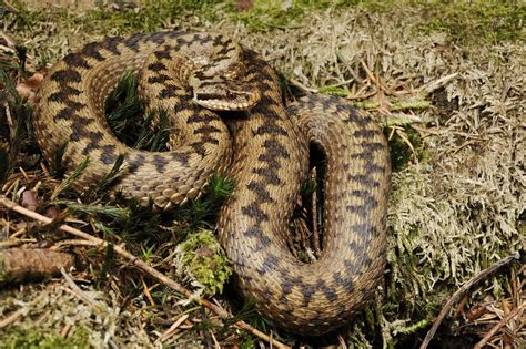 Types of Viper - Animal Corner