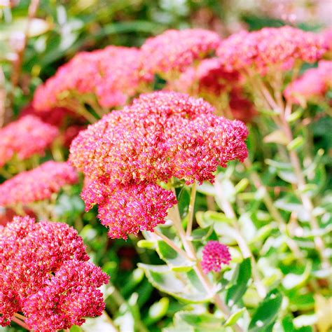 Pink Sedum