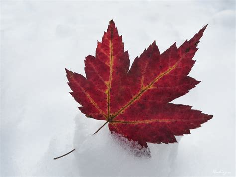 Red Maple Leaf Feuille D Rable Rouge A Photo On Flickriver