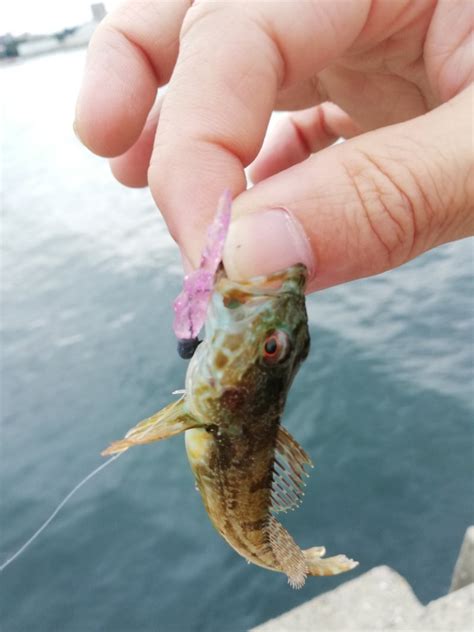 釣れんなー ますたぁのへなちょこ釣り日記