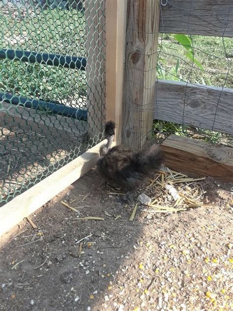 6 Showgirl Naked Neck X Silkie Chicken Fertile Hatching Eggs EBay