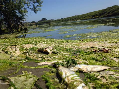 Large Fish Kill at Mad River Estuary 'Not Armageddon,' Says State Fish ...