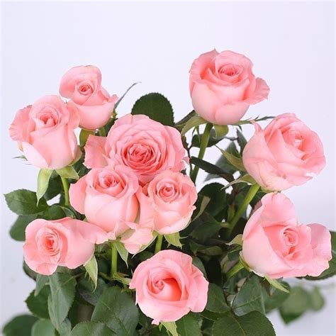 Diana Rose-戴安娜｜Germany Cut Rose – Ergongzy Roses