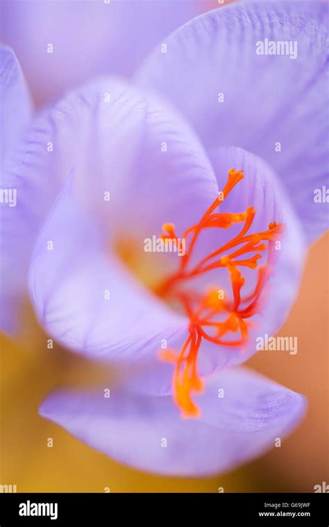 saffron crocus, Germany / (Crocus sativus Stock Photo - Alamy