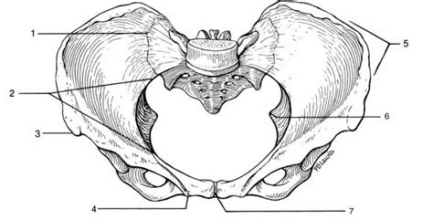 Pelvic Girdle Bone Markings