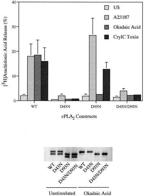 Arachidonic Acid Release From Sf9 Cells Expressing Wild Type Or C2