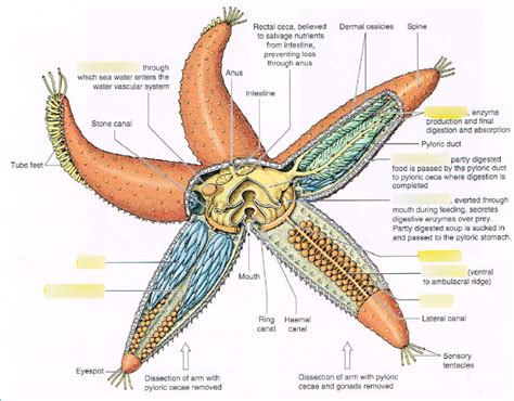 Starfish Internal Anatomy Diagram Quizlet