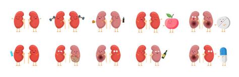 2900 Cartoon Kidney Stock Illustrations Royalty Free Vector Graphics