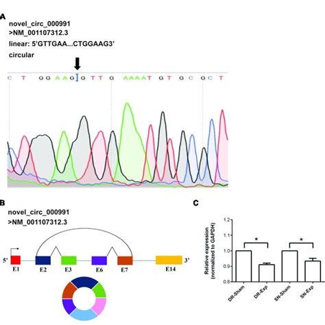 Validation Of The Characterization And Expression Of Circular RNA