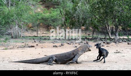 The dragon attacks. The Komodo dragon with the prey. The Komodo dragon ...