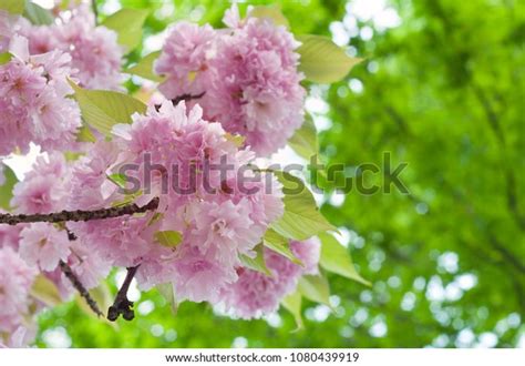 Beautiful Japanese Sakura Blossom Spring Time Stock Photo 1080439919