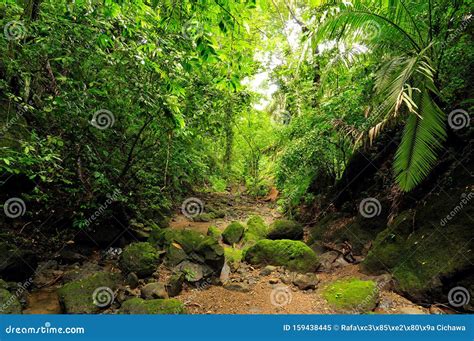 Darien jungle stock image. Image of park, america, forests - 159438445