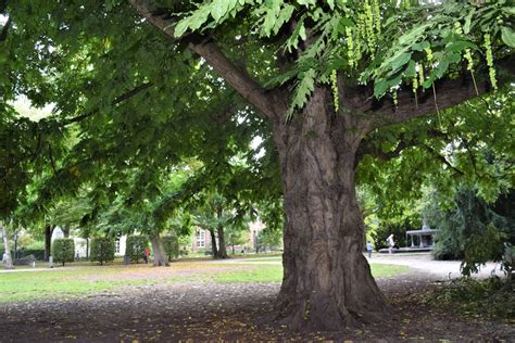 Wat Zijn De Mooiste Bomen Van De Stad Gemeente Amsterdam