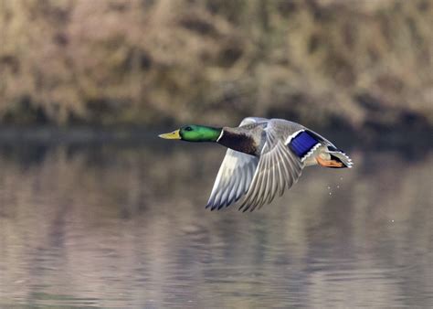 Flying Ducks Wallpapers - Top Free Flying Ducks Backgrounds - WallpaperAccess