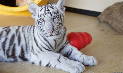 These White Tiger Cubs Are The Most Beautiful Creatures You'll See Today