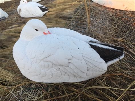 Prairiewind Decoys FREE SHIPPING Sleeper Snow Goose Shell Decoys