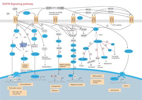 Egfr Jak Stat Signaling Signaling Pathways